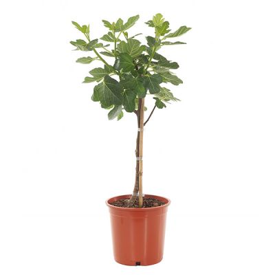 Ficus carica vijgenboom
