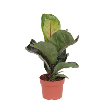 Alocasia Ninja