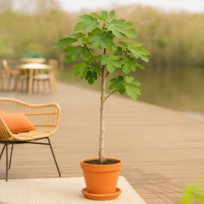 Grote vijgenboom