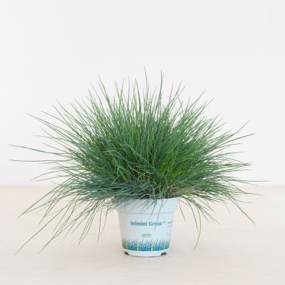 Festuca Glauca Compacta Blue - Blauw Schapengras - P10
