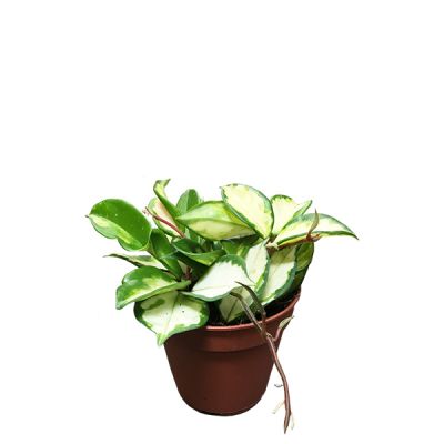 Monstera Siltepecana