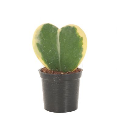 Scindapsus Treubii Dark plant