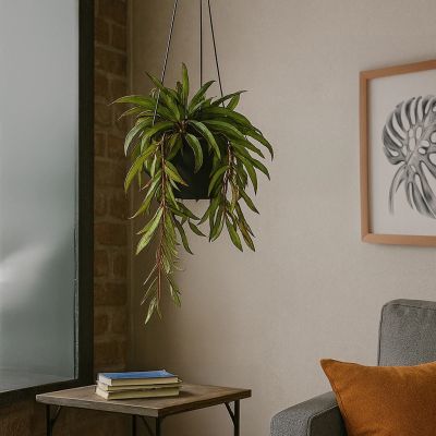 Hoya-wayetii-tricolor-p14-sfeer