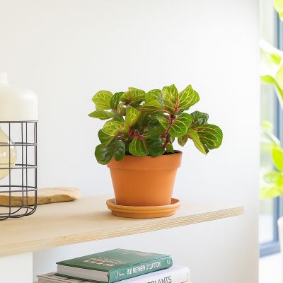 Iresine herbstii biefstukplant