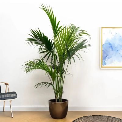 Kentia-palm-Howea-P24-200cm-24333-4