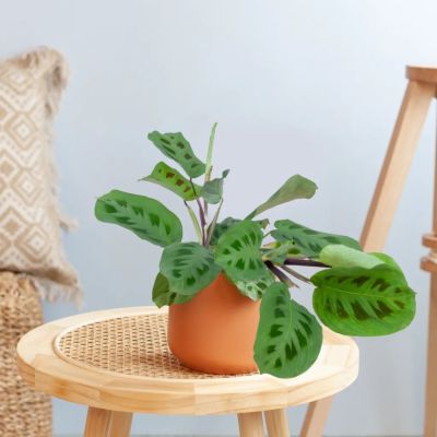 Maranta-1024