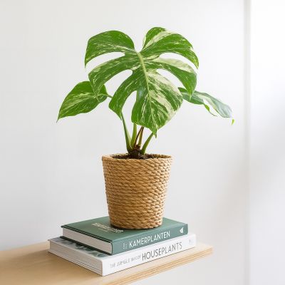Monstera Variegata
