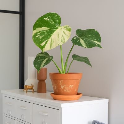 Monstera thai constellation - p15 - 1 - sfeer