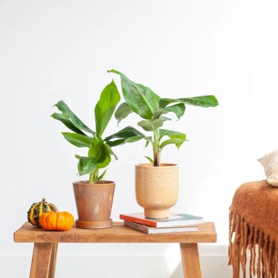 Musa-tropicana-banaan-duo-1-1024