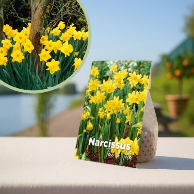 gele narcisbollen