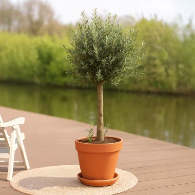 Olea-Europaea-Lorc-Olijfboom-P45-2 1