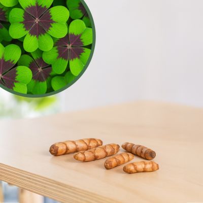 Oxalis Deppei 'Iron Cross' knollen