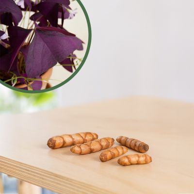 Oxalis triangularis burgundy wine - knolletjes - 1