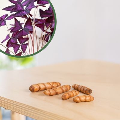 Oxalis Triangularis Sunny knollen