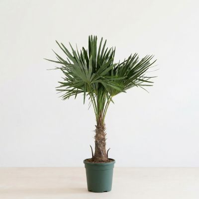 Trachycarpus Fortunei