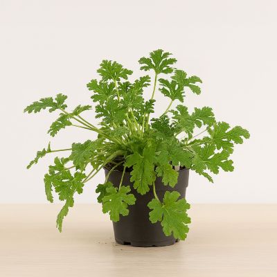 anti muggen plant