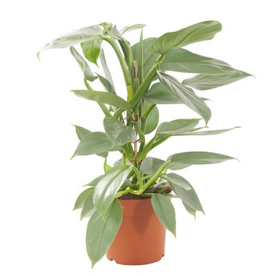 Philodendron Hastatum