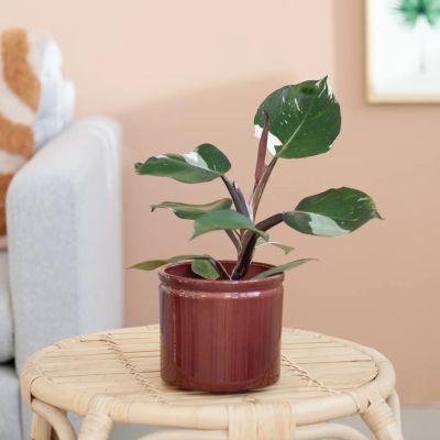 Philodendron-white-knight-p12-3-1024