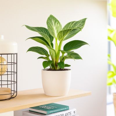 philodendron birkin