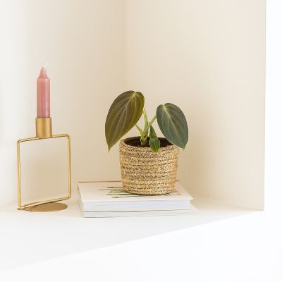 Mini philodendron melanochrysum
