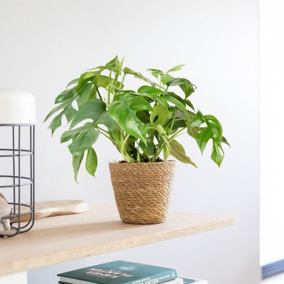 Philodendron-Minima-P12-web