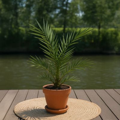 Phoenix-canariensis-dadelpalm-p15
