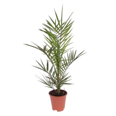 Phoenix canariensis palm