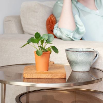 Pilea-peperomiodes-mini-p6-1-1024