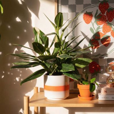 Hoya Krohniana Silver blad