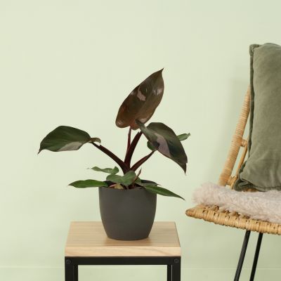 Philodendron Pink Princess