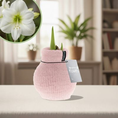 Amaryllis cozy fluffy roze