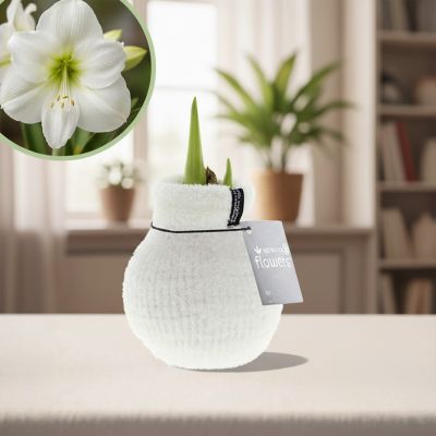 Plantje - p