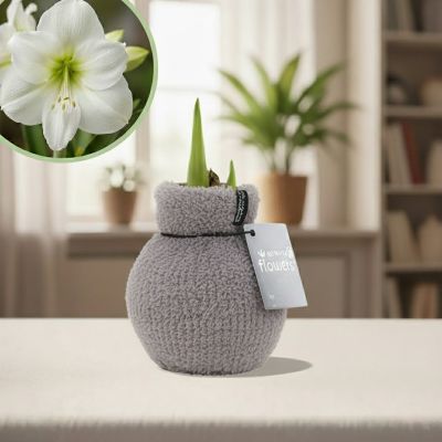 Plantje - p