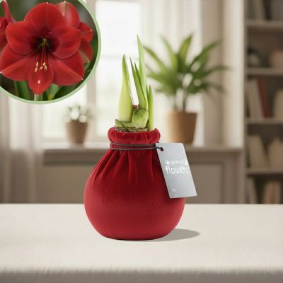 Plantje - p