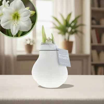 Amaryllis velvet classic wit