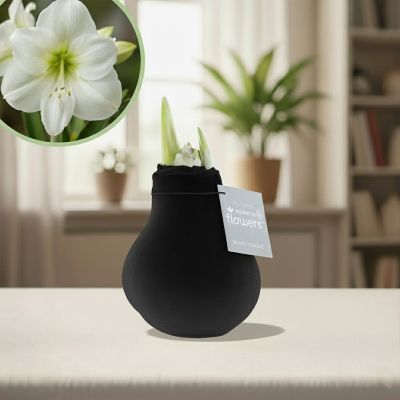 Amaryllis fluweel zwart product