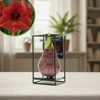 Amaryllis industrial rood product