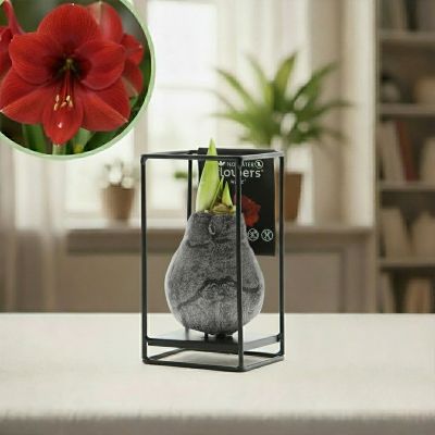 Amaryllis industrial zwart product