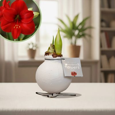 Amaryllis kolibri wit