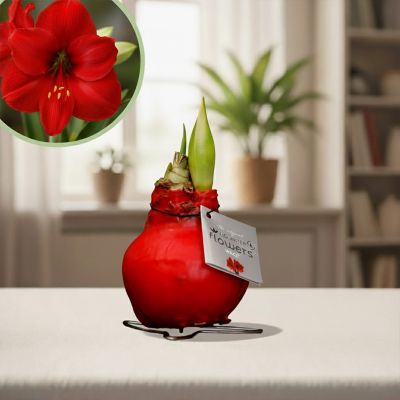 Amaryllis kolibri rood