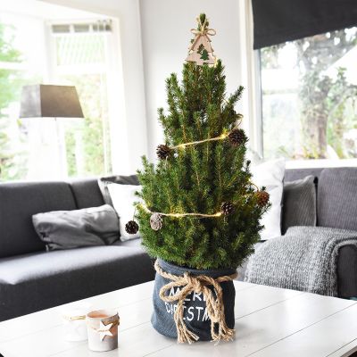 Picea Glauca December