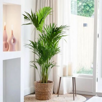 Howea forsteriana – Kentia Palm – P27