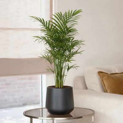 Plantje - pl-000001 -2