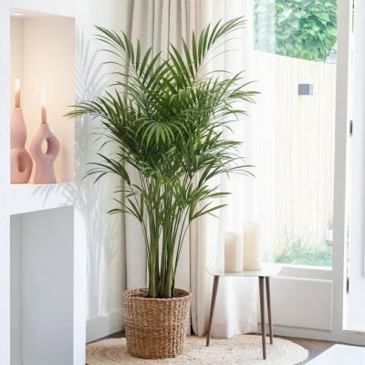 Plantje - pl-000002 -2