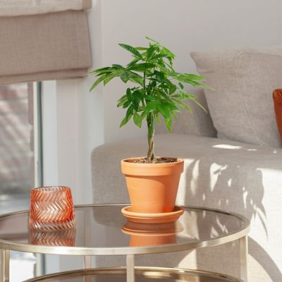 Plantje - pl-000003 - 2