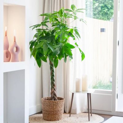 Plantje - pl-000004 - 2