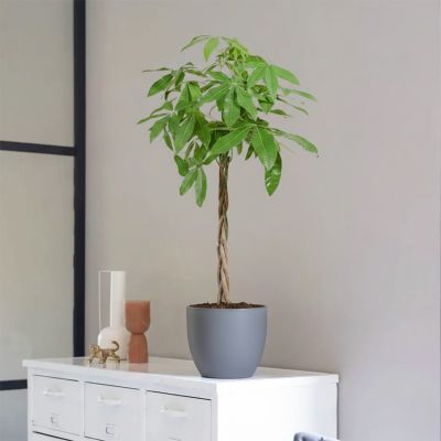 Plantje - pl-000004 - 2 1