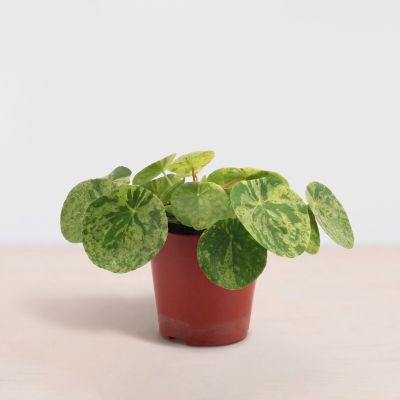 Pilea Peperomioides Mojito