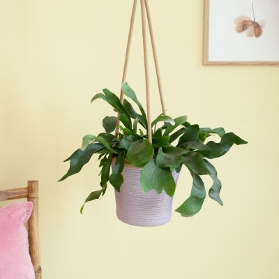 Solanum Evolvulifolium - P10