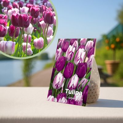 Paarse tulpenbollen